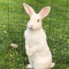 somebunny2loveu