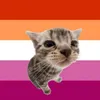 imgay_lol