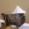 thedumbestpigeon
