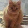 alif82312
