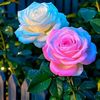rr.rabeya66