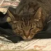 meow_h2o