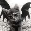xotwodkitty