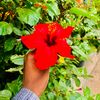 taregadamharoun