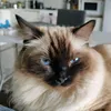 frostlily666