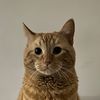 griffinthecat4