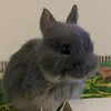 sirpetersquiggle