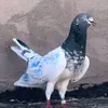 السيد
