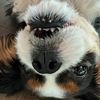 baileydog171