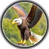 rohullah.dilsouz