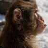 monkey2723