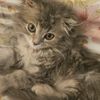 mahra.al.deesi2