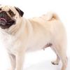 wywypug