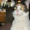 roxycolinscat3