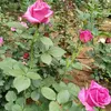 .ryhana6