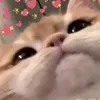 tf_nhuy11