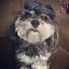 wallythehavanese