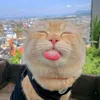 20395.mew