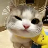 rhea.mae270