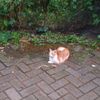 cat_meow555