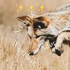 colbythatrandomcoyote