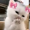 engelyie94