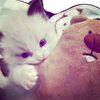 t44nnaabstar_