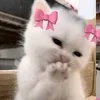 azaz_amil