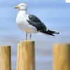 plasmazzm.thesecnd