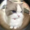 bongbittt