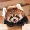 Amazing Zoo