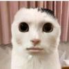 krytou.boy