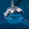 callsign.chomper