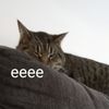 cattoe.cat964