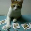 paaulypicks