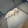 meow.meow9127