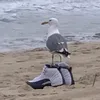 sadjoker762