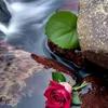 shukri.mohammad3