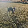 ginothedoberman