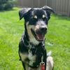 Jasper The Rescue Dog