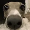 sandim_dri