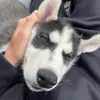 enzo..the..husky