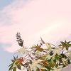 priv_mari941