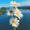 🌼🌼🌼