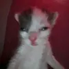 jaz198138
