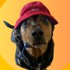 louistheweeniedog