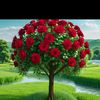 shoel2209