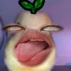 sopokoe_1