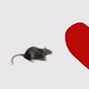 rat0325