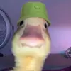 snayderiscold
